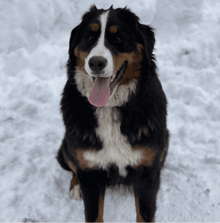 luna lovegood bernese mountain dog