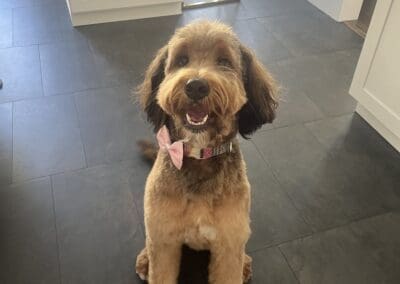 adult bernedoodle