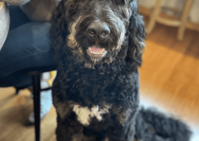 adult bernedoodle puppy