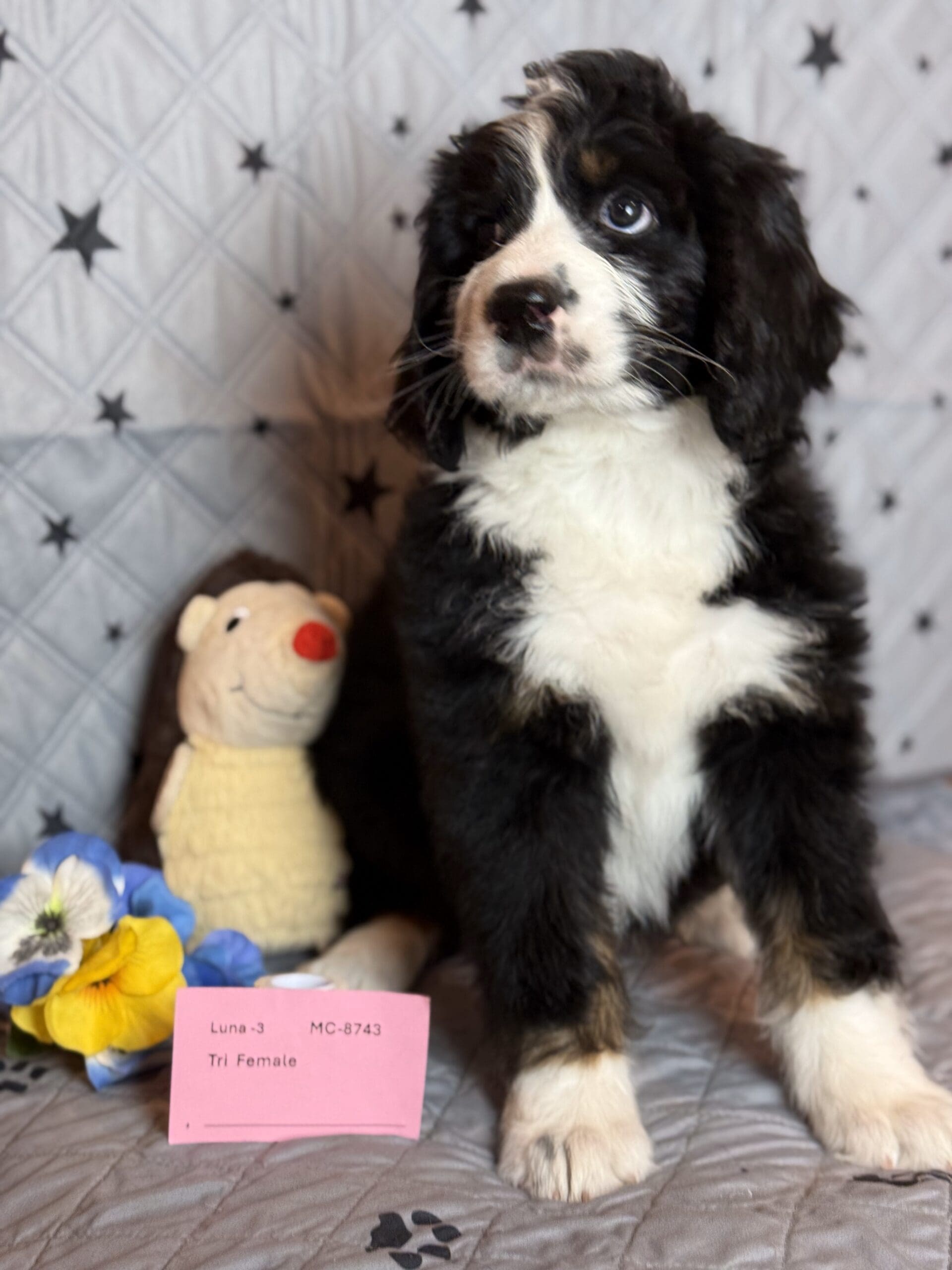 Female Tri 8743 bernedoodle puppy
