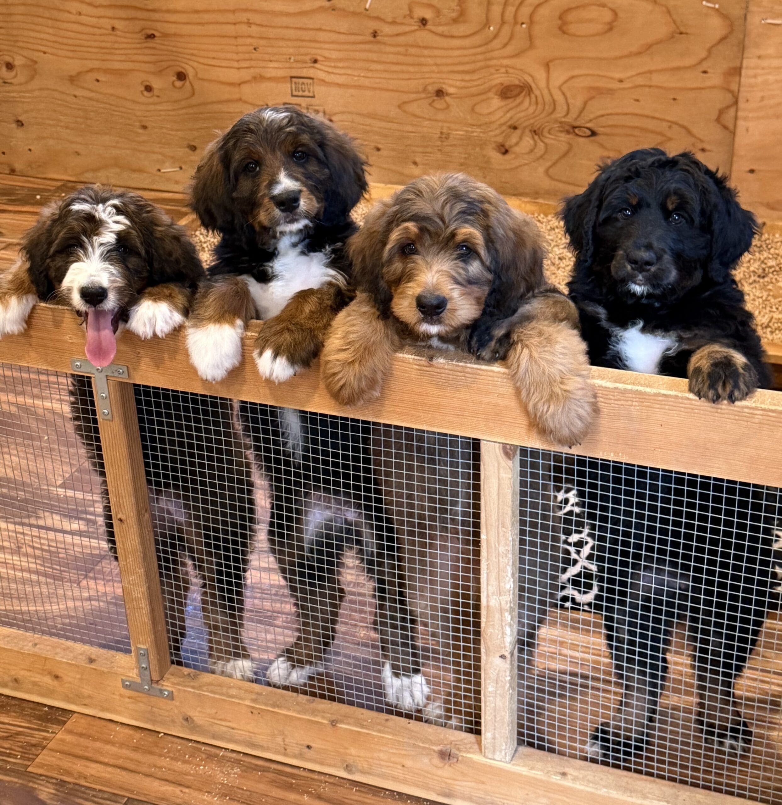 group shot cowlitz valley bernedoodle litter
