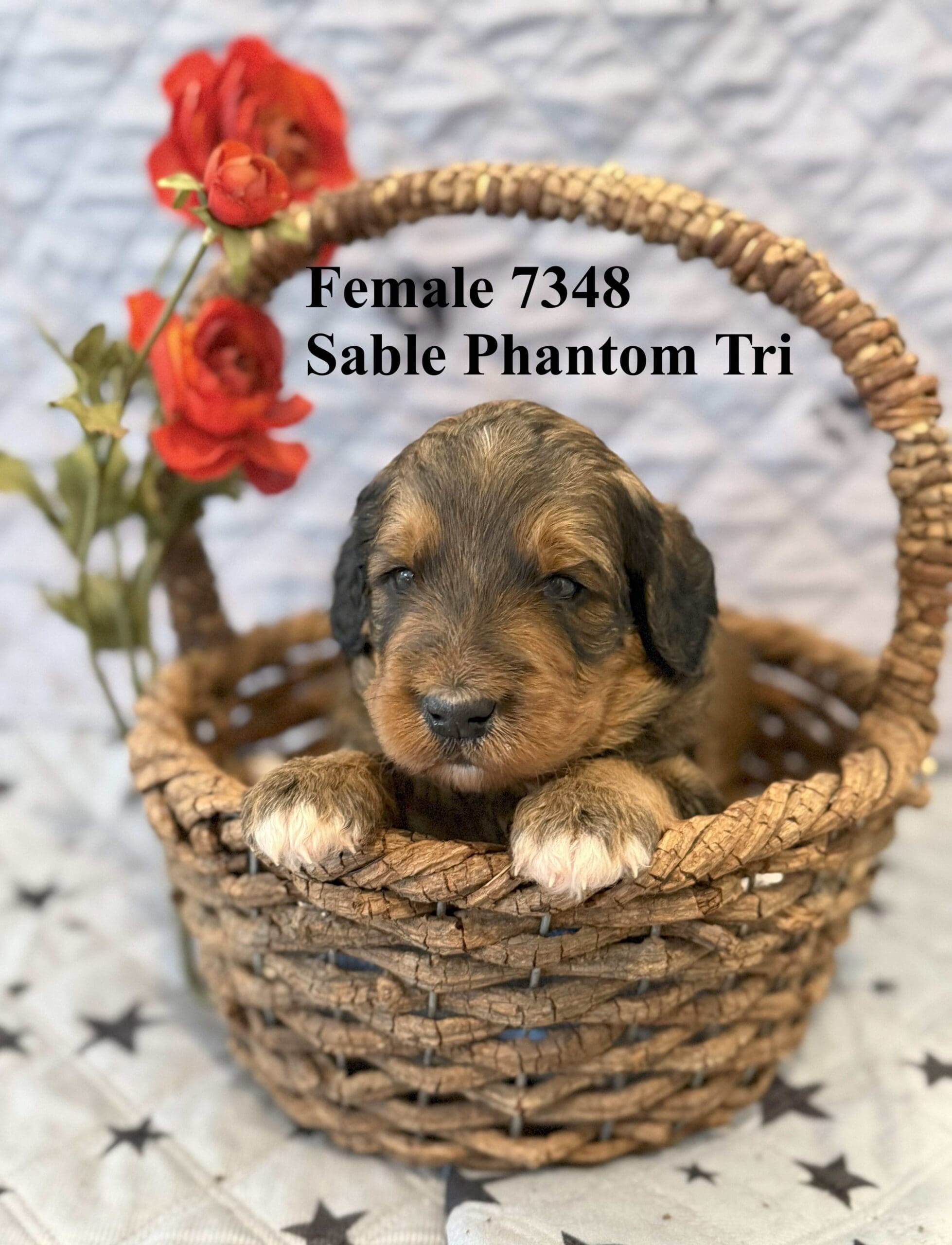 Female Sable Phantom Tri 7348 gimli