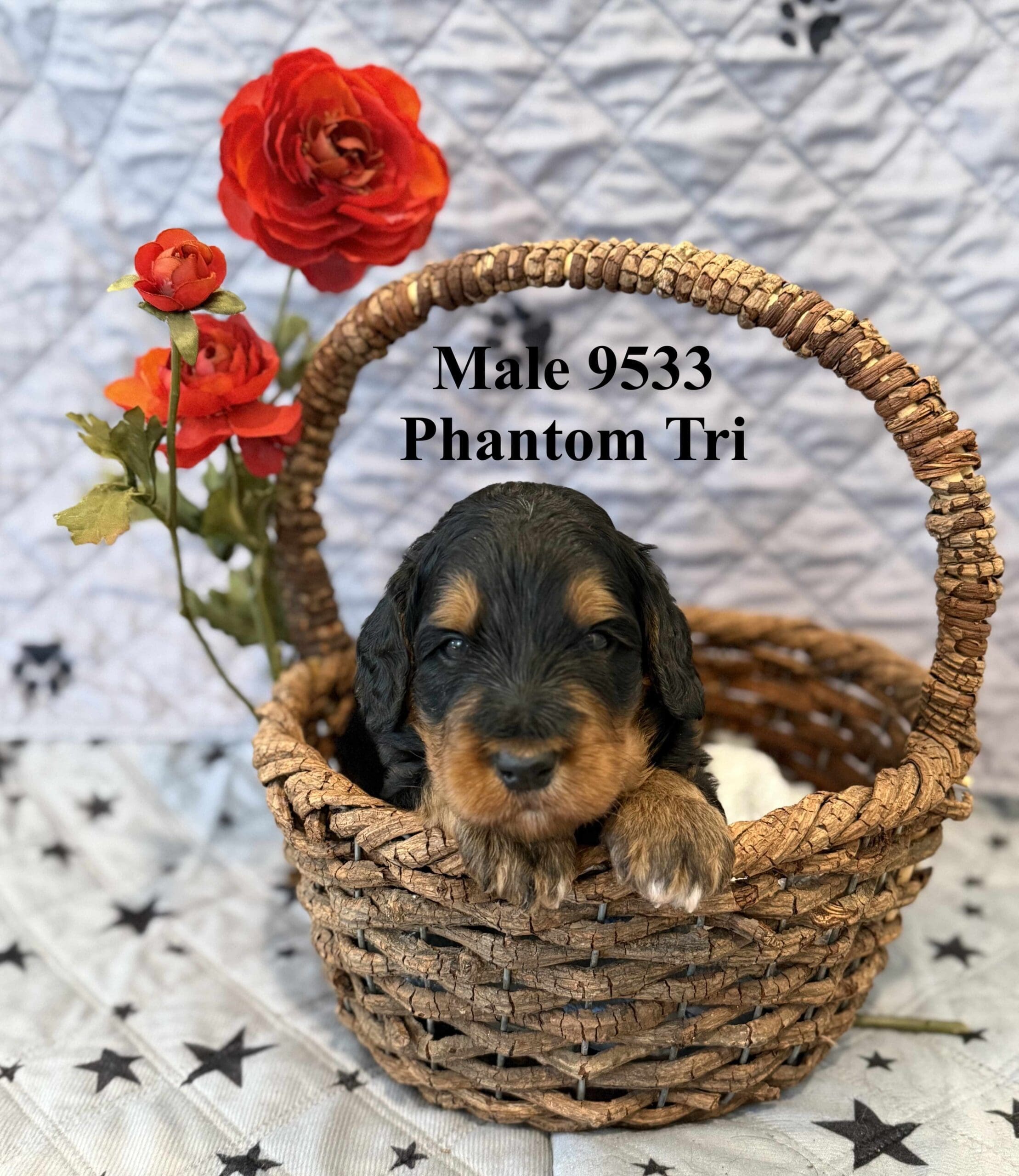 Male Phantom Tri 9522 gimli