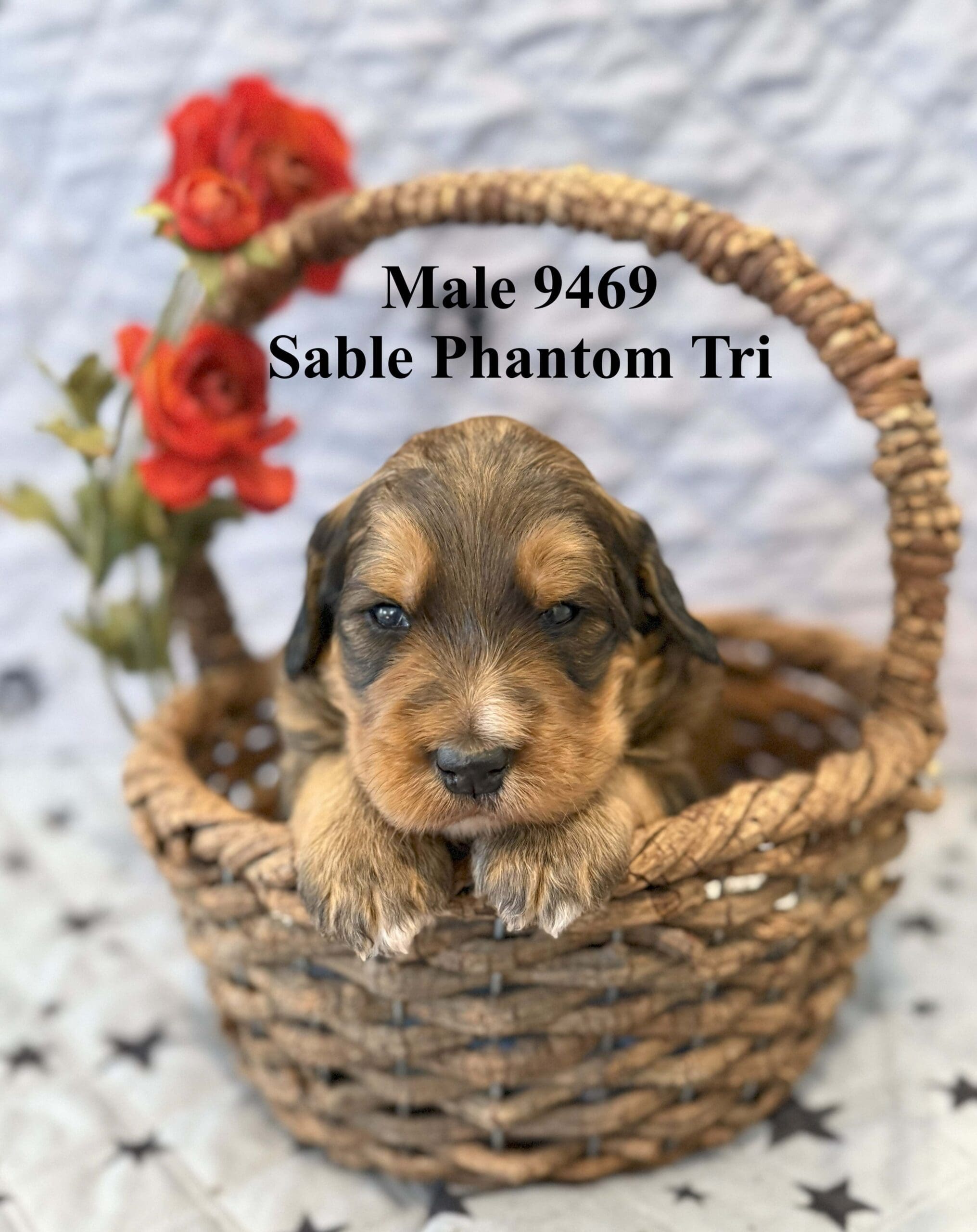 Male Sable Phantom Tri 9469 gimli
